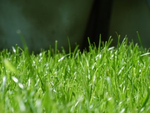 čištění skvrn od trávy